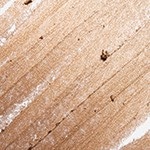 METALLIC BRONZE